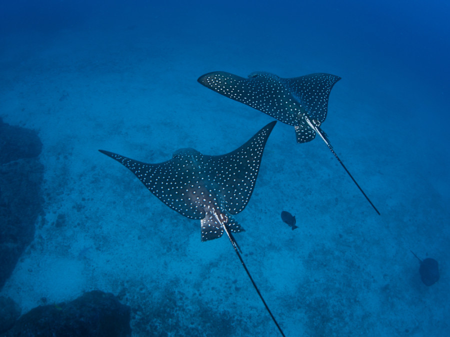 Zeedieren Zeedieren