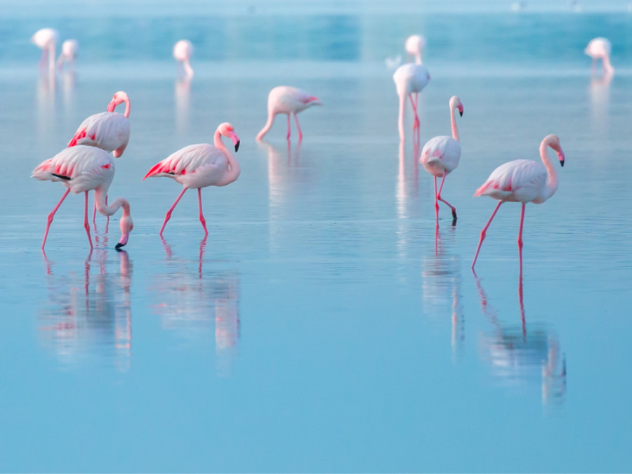 Flamingo's Flamingo's
