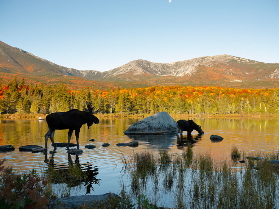 Dieren in New England Dieren in New England