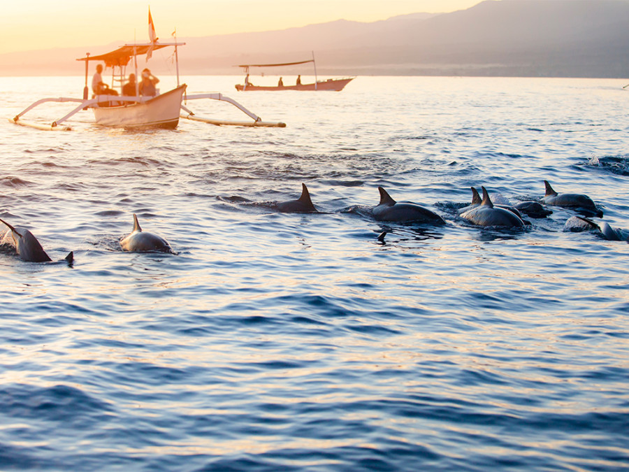 Dolfijnen spotten Bali