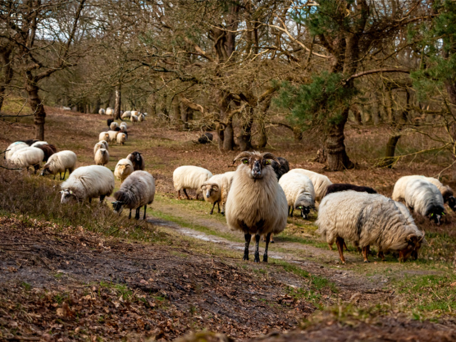 schapen Drenthe schapen Drenthe