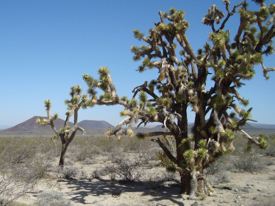 Joshua Tree National Park Joshua Tree National Park