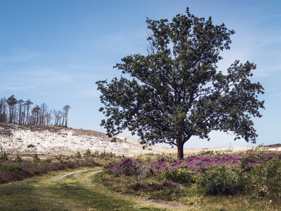 Duinwandeling nabij Schoorl Duinwandeling nabij Schoorl