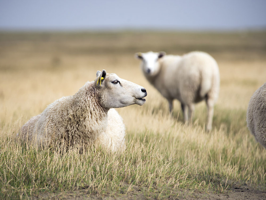Deense Waddeneilanden Deense Waddeneilanden