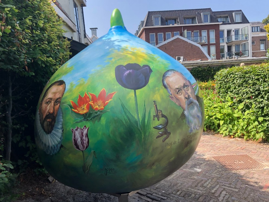 Reuzen tulpenbollen Reuzen tulpenbollen
