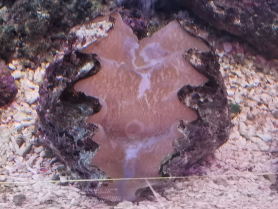Giant clam Giant clam