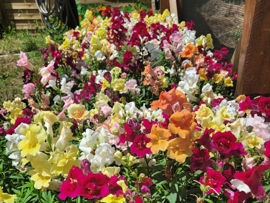Eetbare bloemen Eetbare bloemen