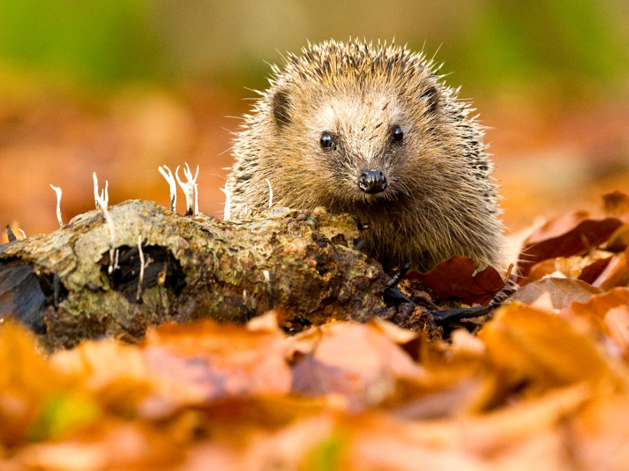 Herfst in Nederland | 7X natuurtips voor het najaar