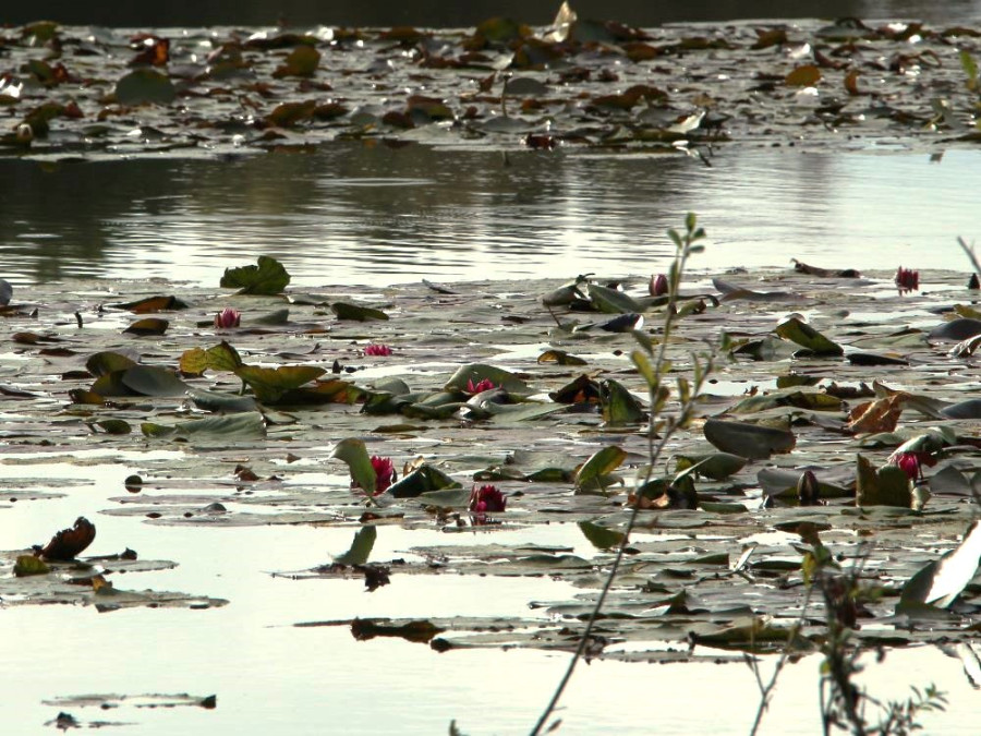 Waterlelies Eriksberg Waterlelies Eriksberg