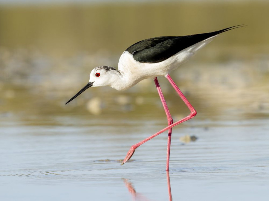 Vogels Formentera Vogels Formentera