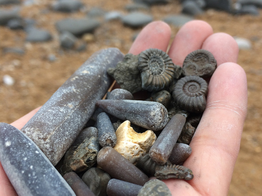 Fossielen zoeken Jurassic Coast Fossielen zoeken Jurassic Coast