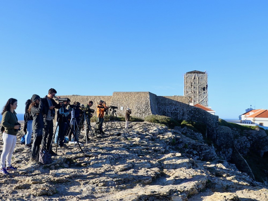 Vogels spotten bij Cabo de São Vicente Vogels spotten bij Cabo de São Vicente