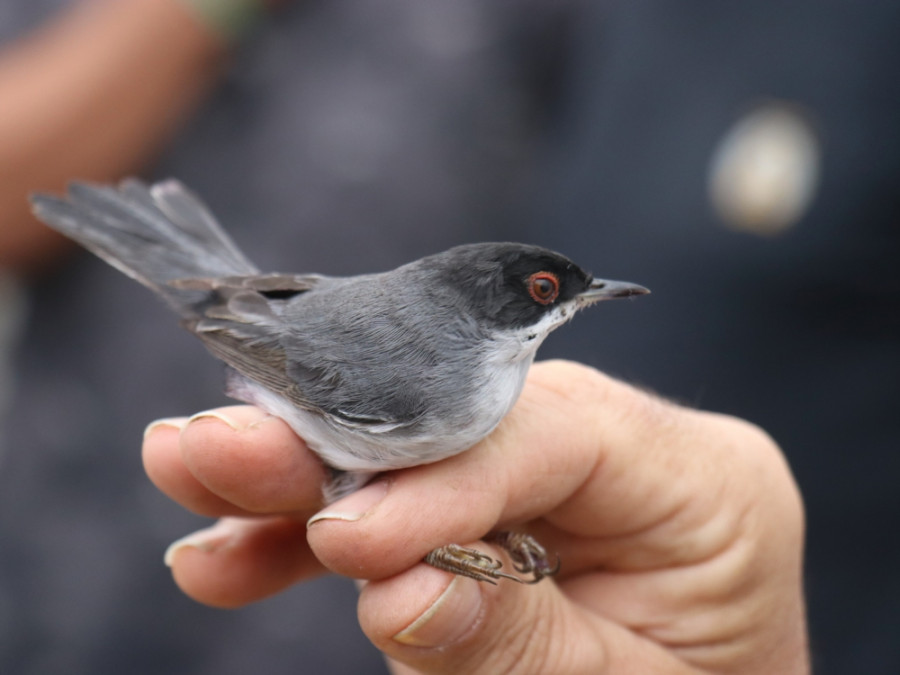 Vogels ringen, zoals deze zwartkop Vogels ringen, zoals deze zwartkop