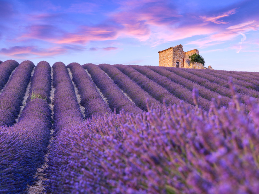 Provence Provence