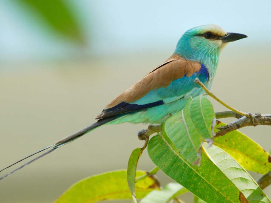 Vogel in Gambia