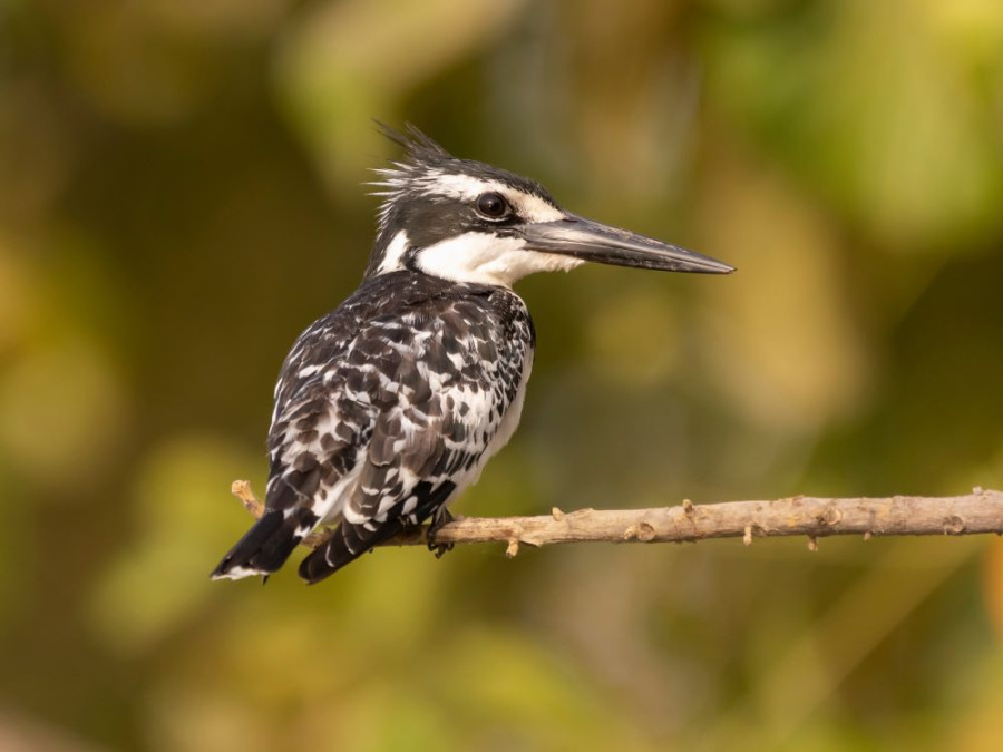 Gambia ijsvogel Gambia ijsvogel