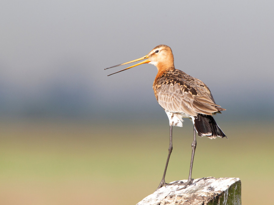 Vogels kijken Gelderland Vogels kijken Gelderland