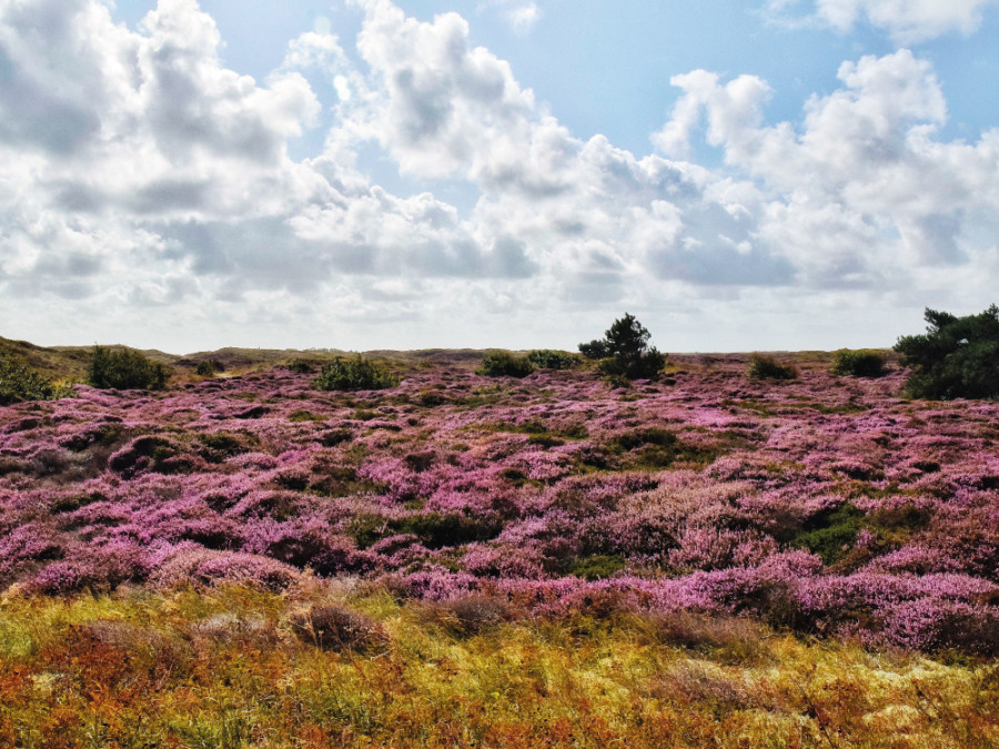 Texel heide Texel heide