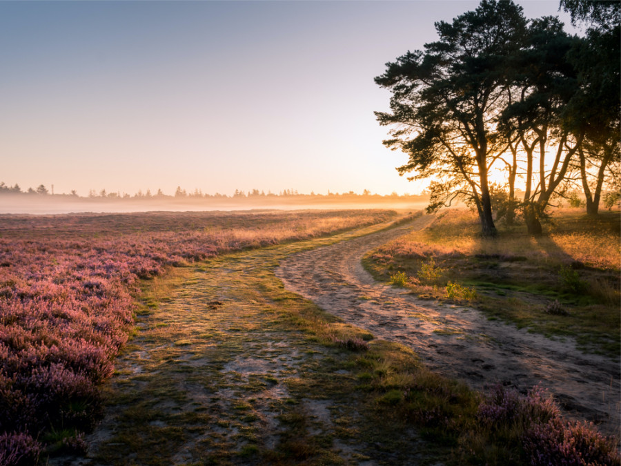 Heide bij Ede Heide bij Ede