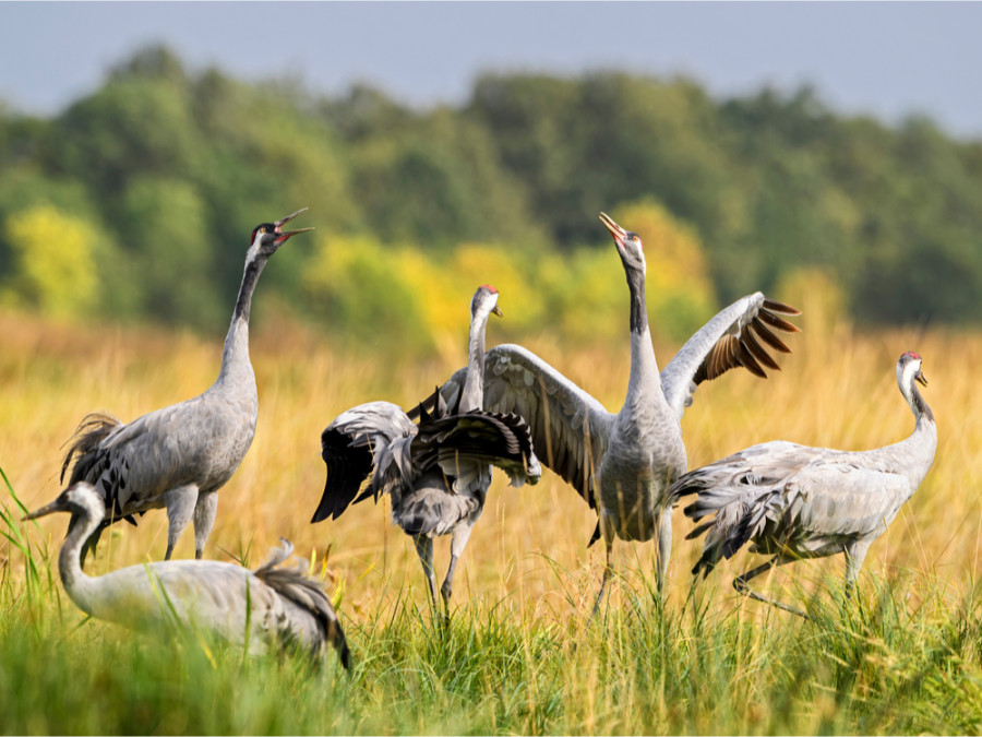 Vogels Hortobágy in Hongarije Vogels Hortobágy in Hongarije
