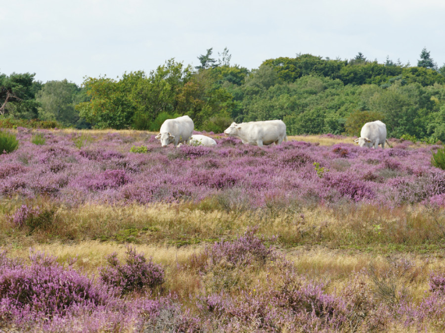 Heide bij Hilversum Heide bij Hilversum