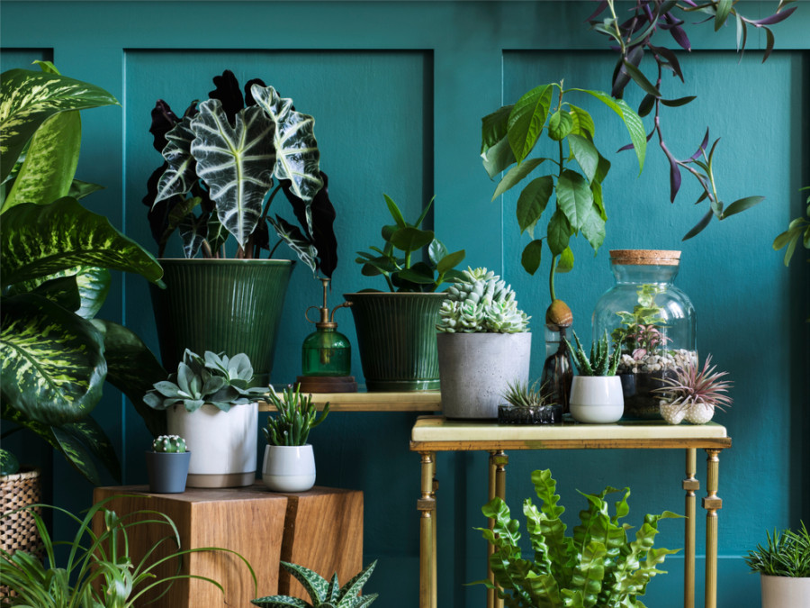 Tips voor natuur in huis Tips voor natuur in huis