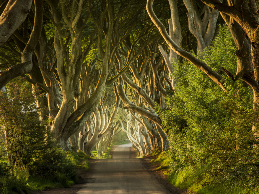 The Dark Hedges The Dark Hedges