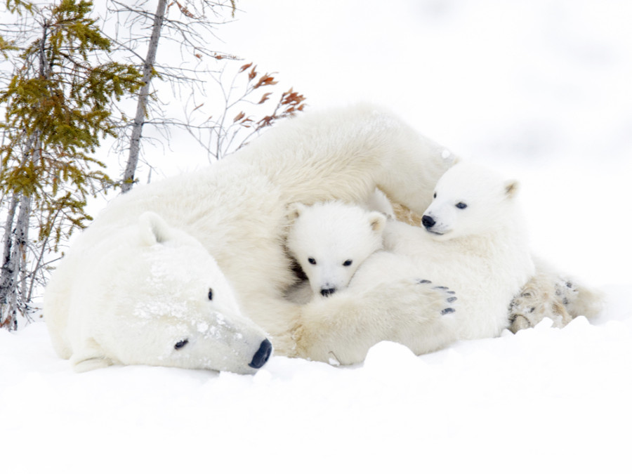 canada ijsberen canada ijsberen