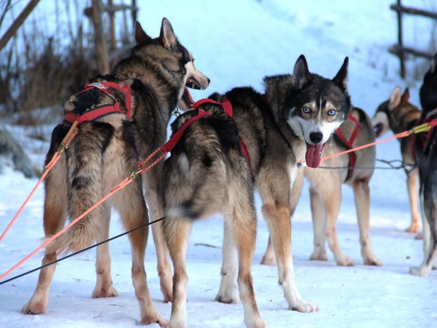 Huskytoch McAhon Huskytoch McAhon