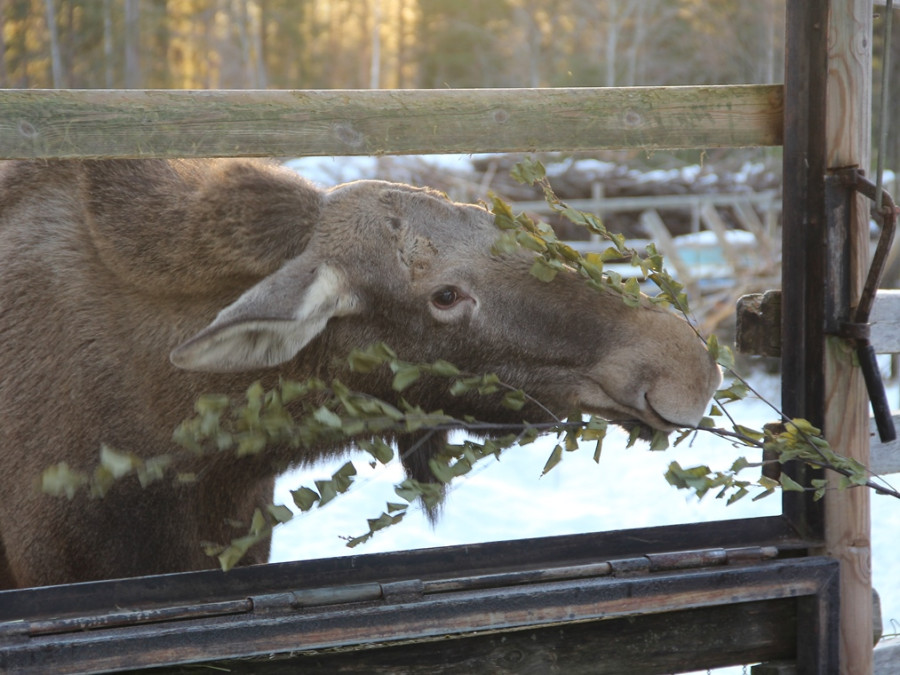 Elanden bij Moose Manor Elanden bij Moose Manor