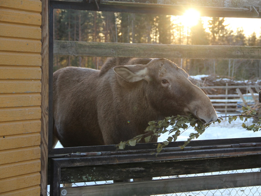 Eland Eland