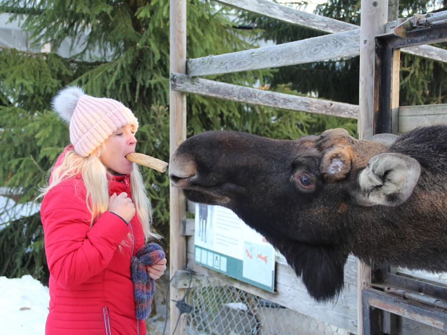 Kissed by a moose Kissed by a moose