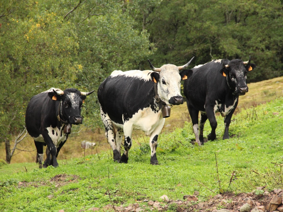 Vogezen boerderij