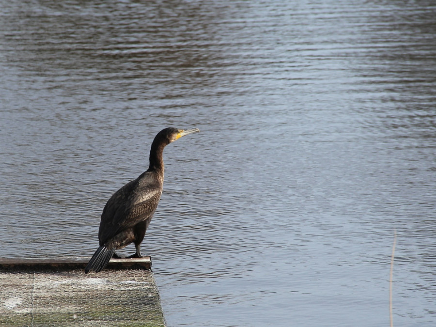 Aalscholver Aalscholver