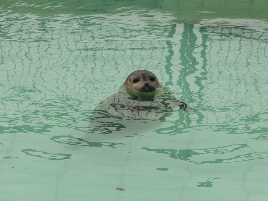Zeehondje Zeehondje