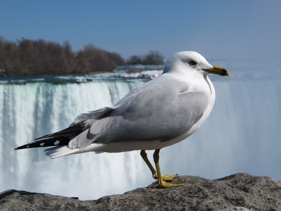 Meeuw bij Niagara Meeuw bij Niagara