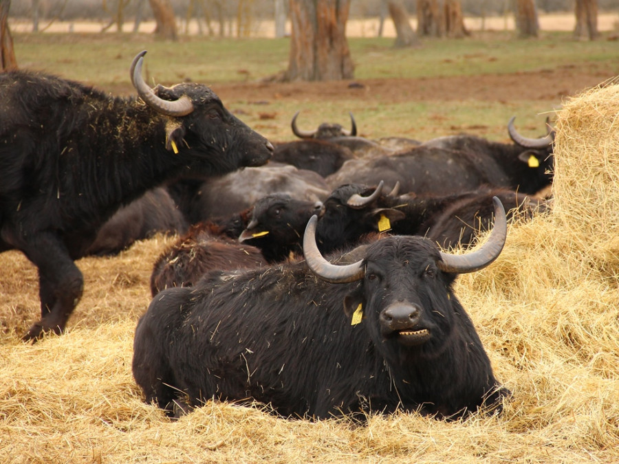Waterbuffels Waterbuffels