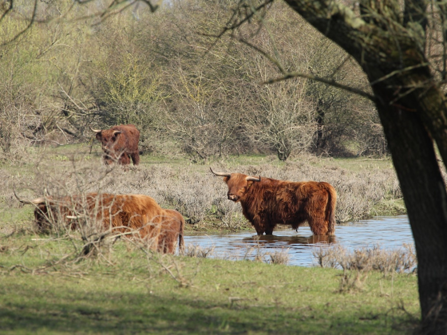 Schotse hooglanders Schotse hooglanders