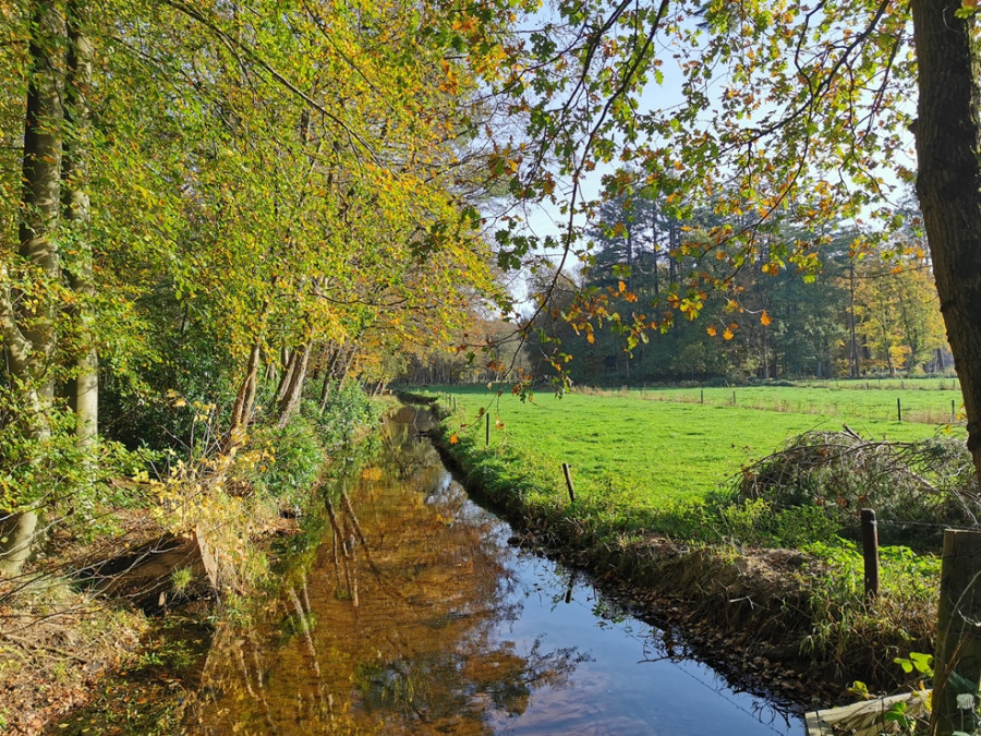 Bos bij Ermelo Bos bij Ermelo