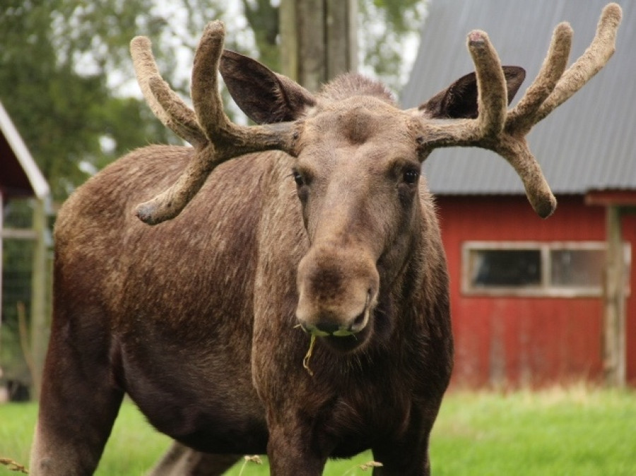 Eland Eland