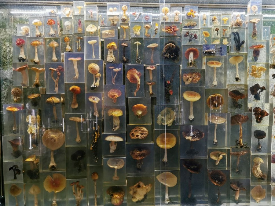 Musée du Champignon Saumur Musée du Champignon Saumur