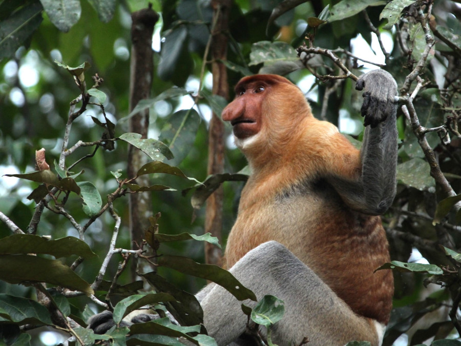 Proboscis aap Proboscis aap