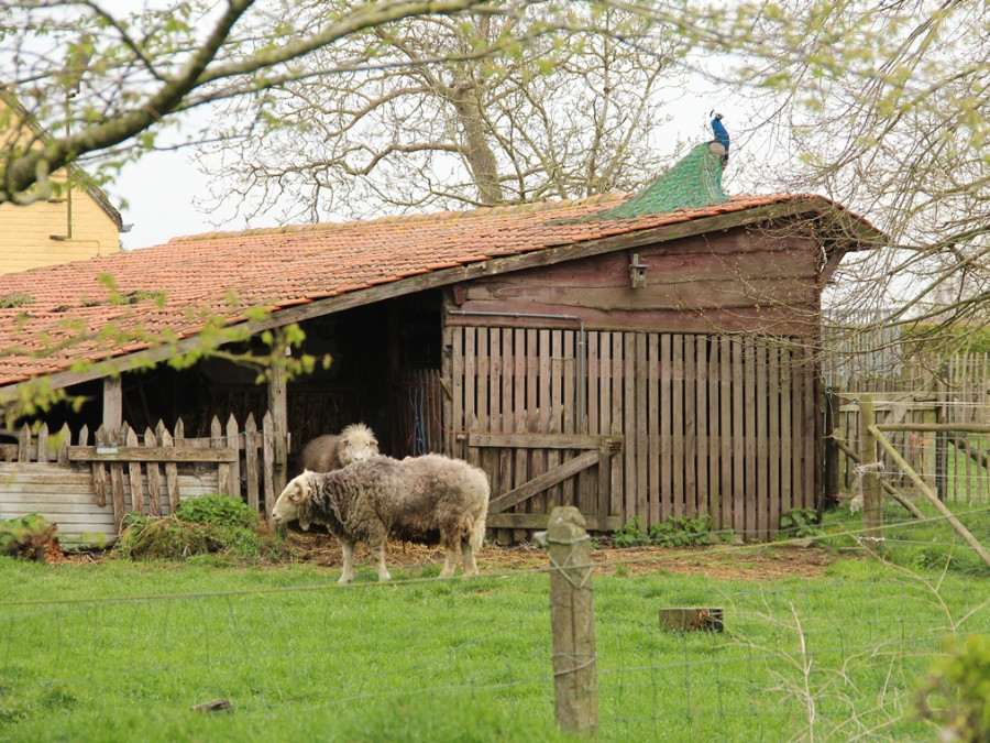 Pauw op het dak Pauw op het dak
