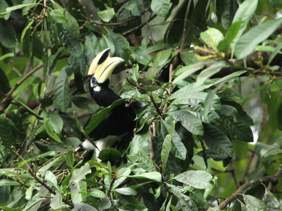 Hornbill Hornbill