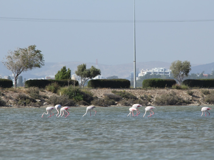 Flamingo's Larnaca Flamingo's Larnaca