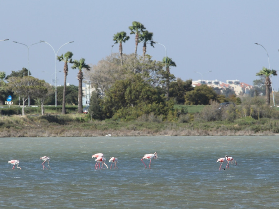 Flamingo's Salt Lake Cyprus