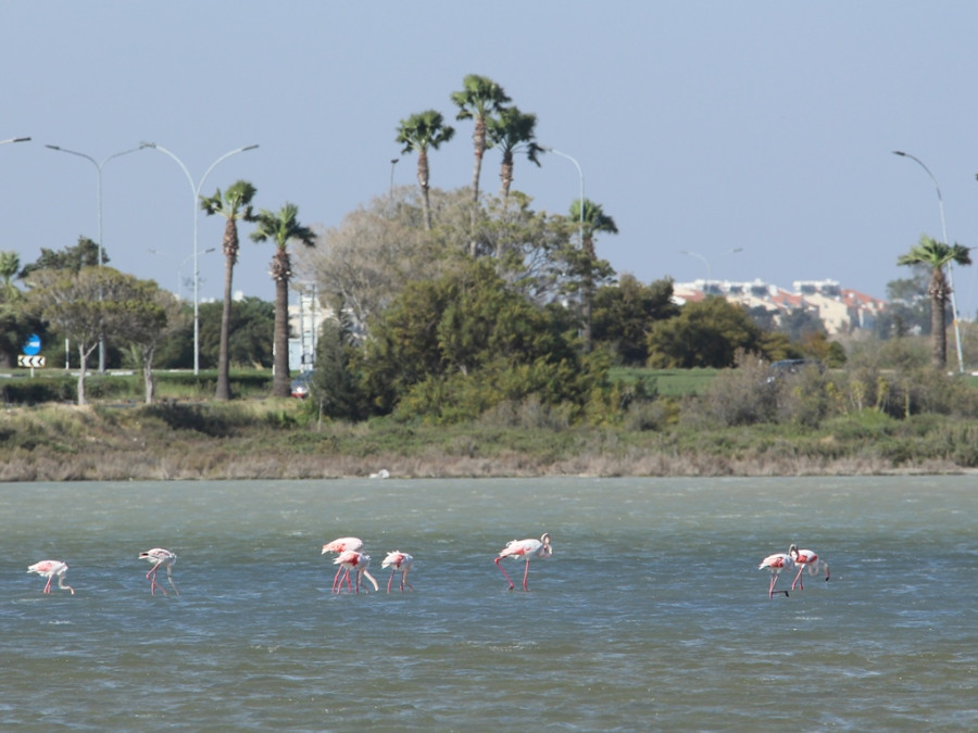 Flamingo's Salt Lake Cyprus Flamingo's Salt Lake Cyprus