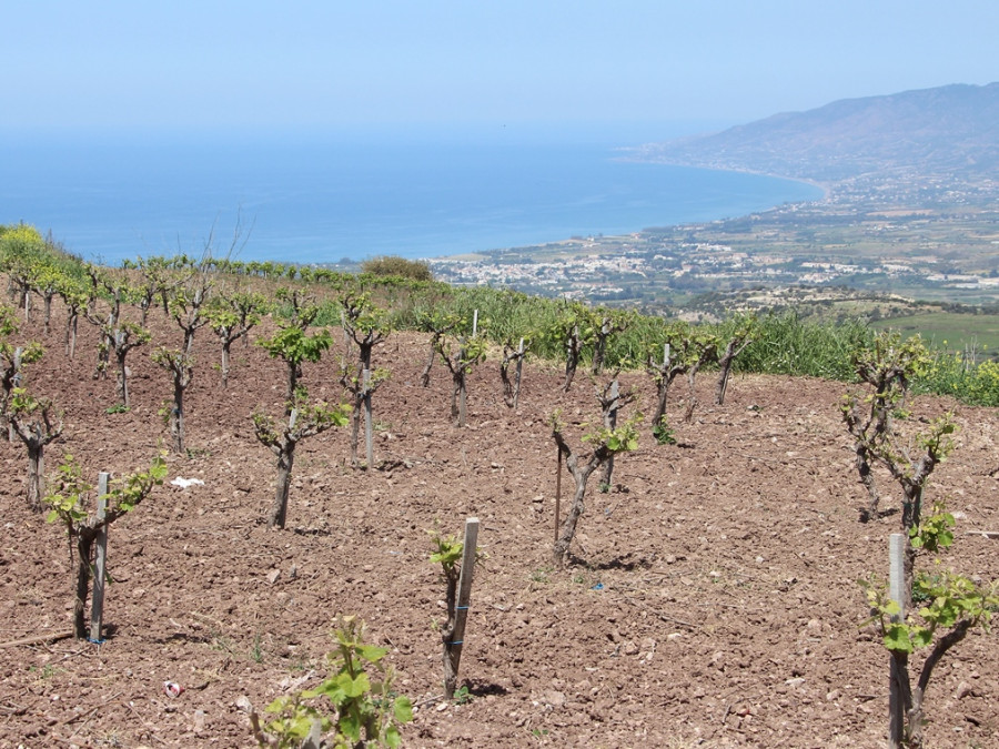 Cyprus wijn