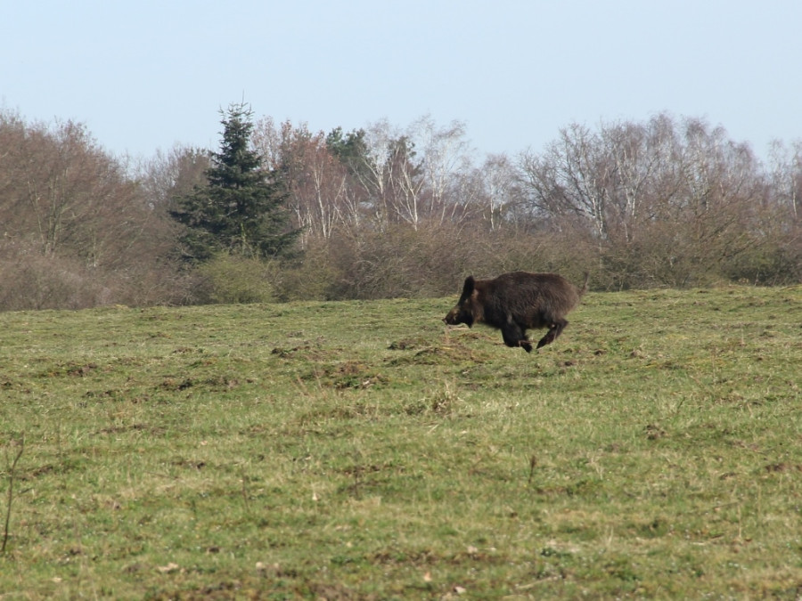 Wilde dieren op de Veluwe