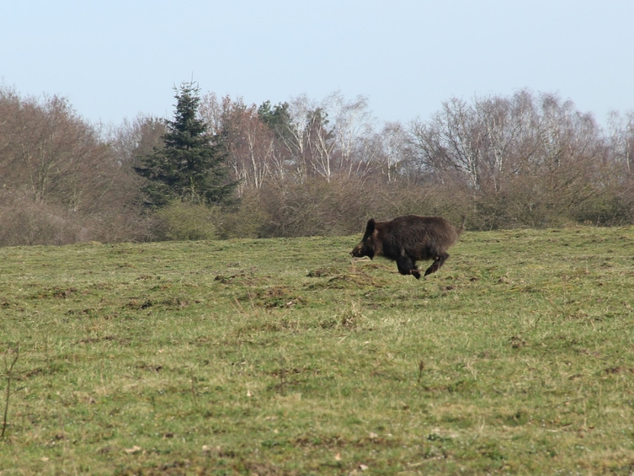 Wilde dieren op de Veluwe Wilde dieren op de Veluwe